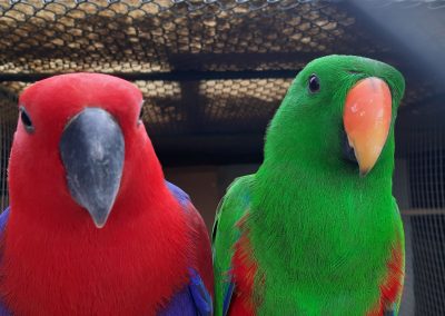 Eclectus roratus